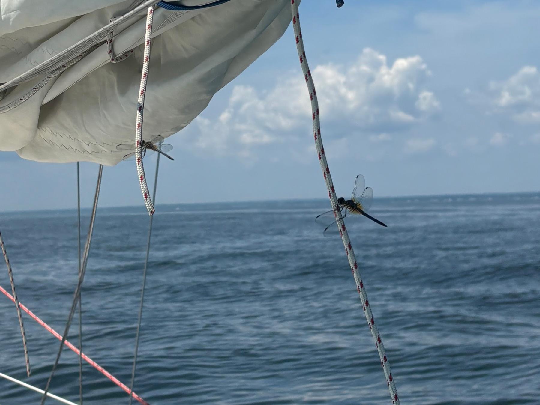 Dragonflies hanging from the boom