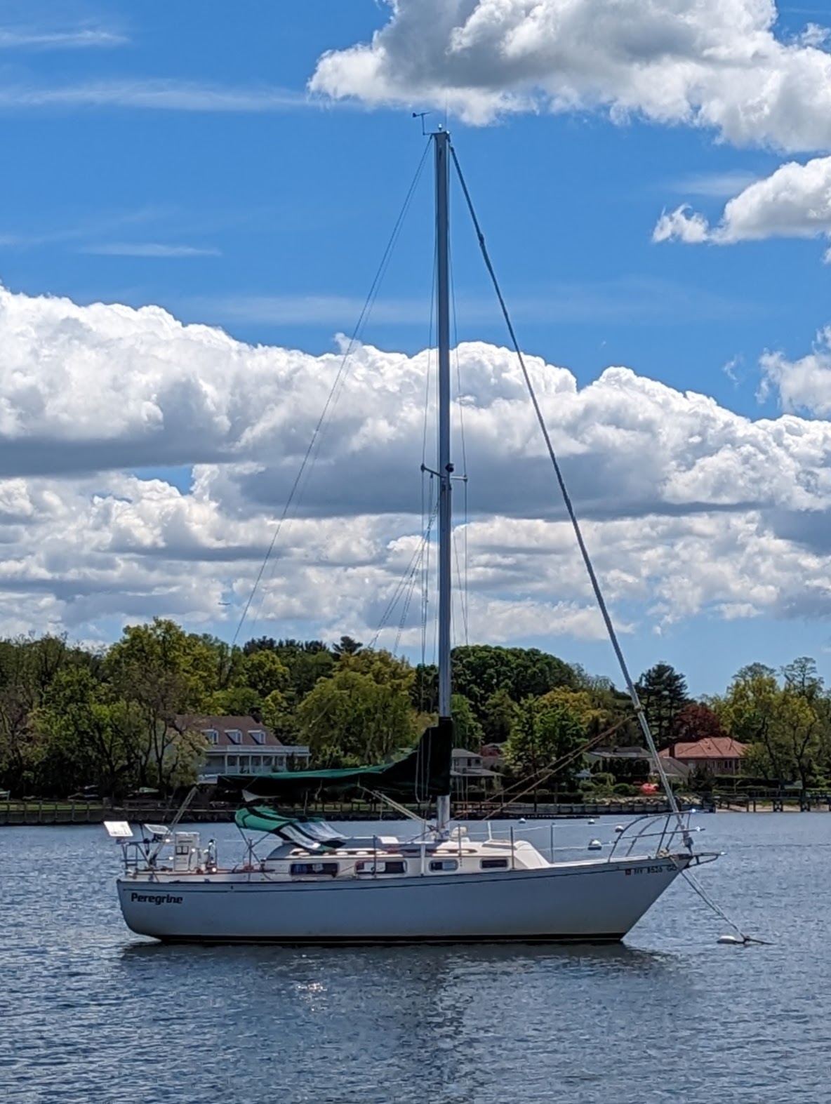 Peregrine in Port Washingon, Long Island (2023)